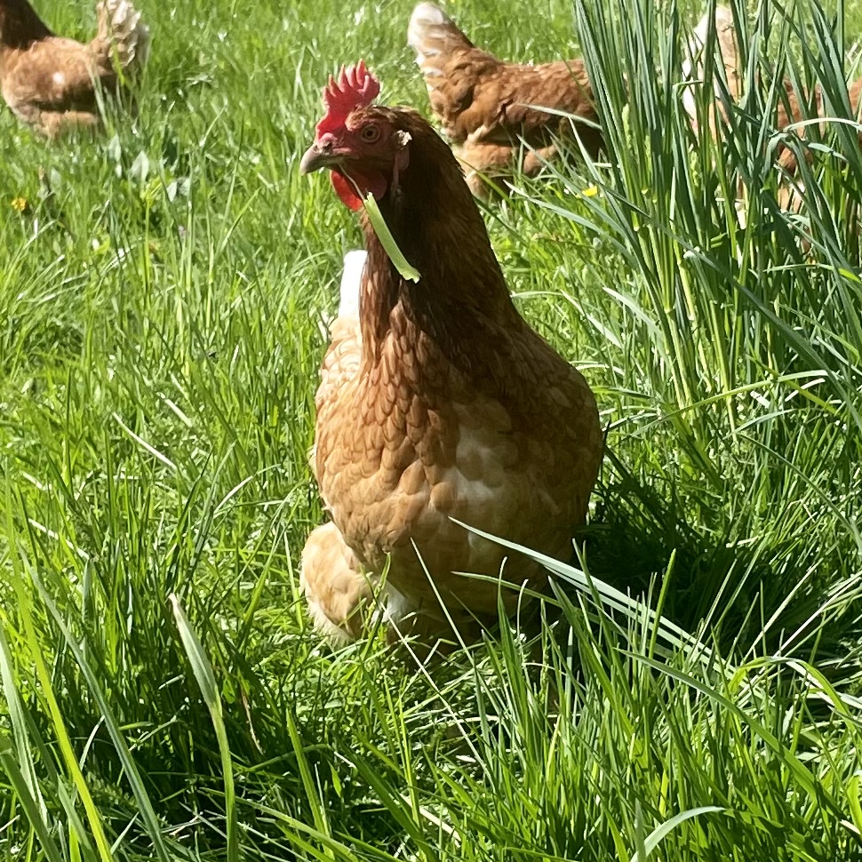 Eine Frieda mit einem Grashalm im Schnabel