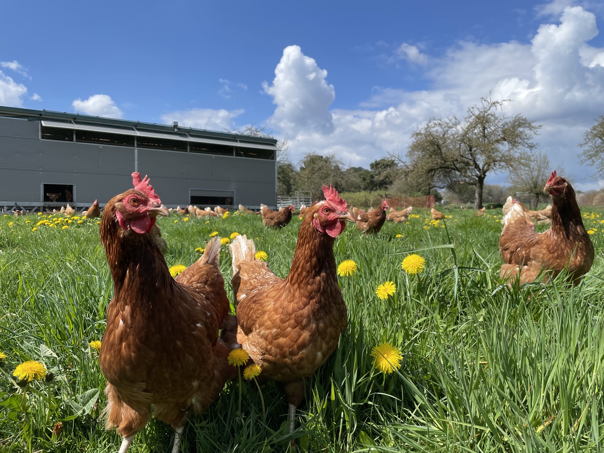 Zwei Friedas auf einer Wiese voller Löwenzahn, im Hintergrund der mobile Stall